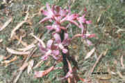 hyacinth-orchid.jpg (47011 bytes)